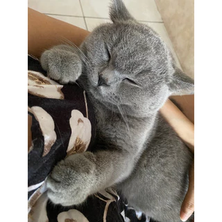 Jual Kucing BSH Terlengkap & Harga Terbaru Juni 2024 | Shopee Indonesia