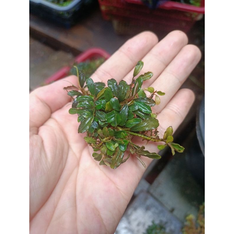 Jual Promo Bucephalandra buce mini supermini sp kilo kiloan | Shopee ...