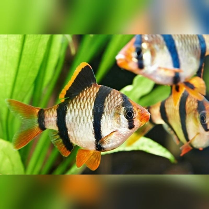 Jual Ikan Hias Tiger Fish Tiger Barb Sumatra Fish Ikan Tiger Barb Ikan ...