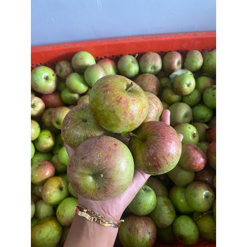 Jual apel rome beuty 1kg isi 10-13 biji | Shopee Indonesia