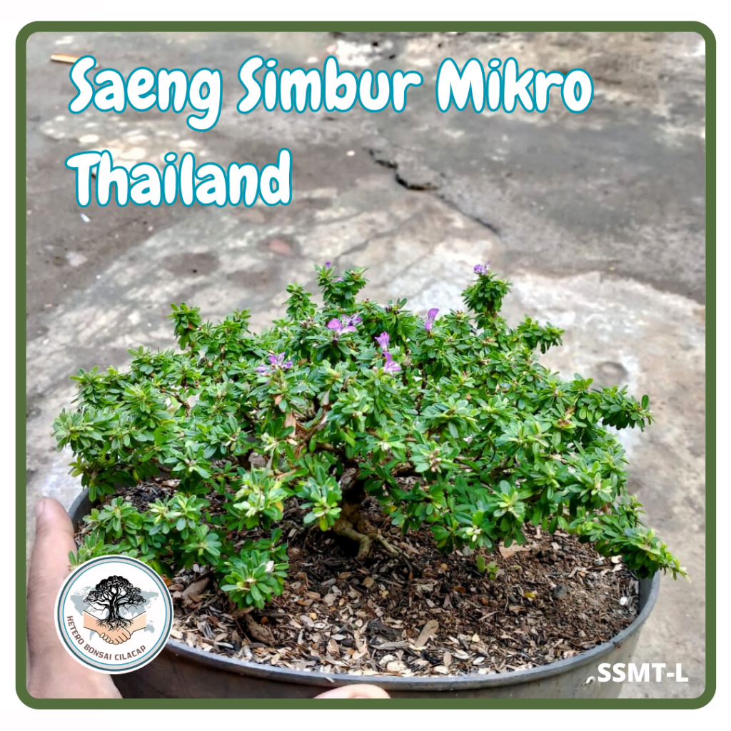 Jual Bahan Bonsai Saeng Simbur Mikro Thailand - Mikro Vietnam Bunga ...