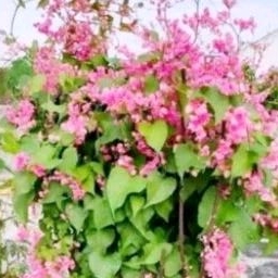 Jual BIBIT tanaman hias air mata pengantin rambat bunga pink | Shopee ...