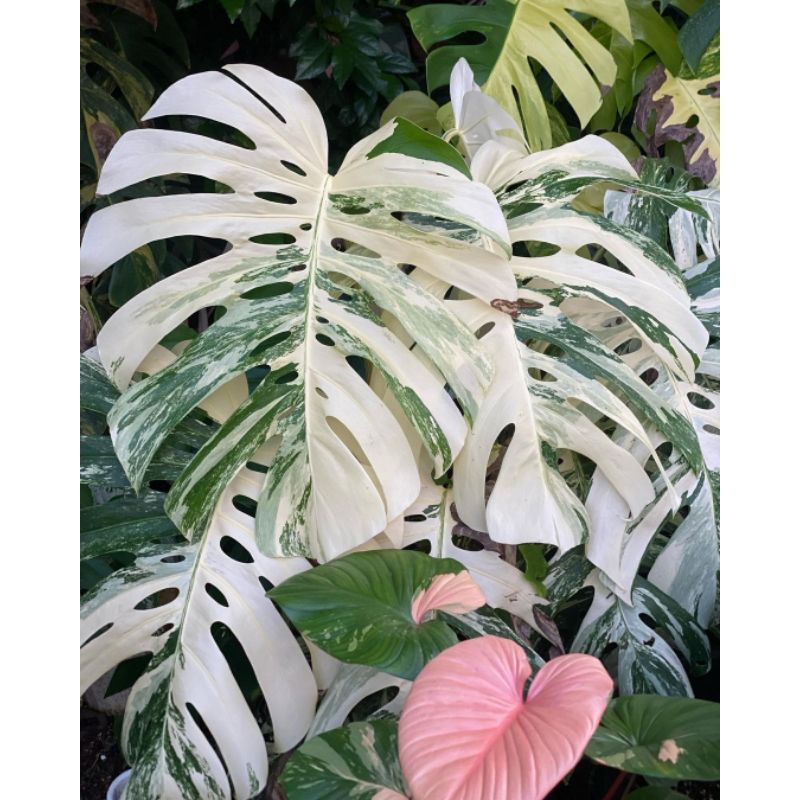 Jual tanaman hias monstera varigata white tiger | Shopee Indonesia