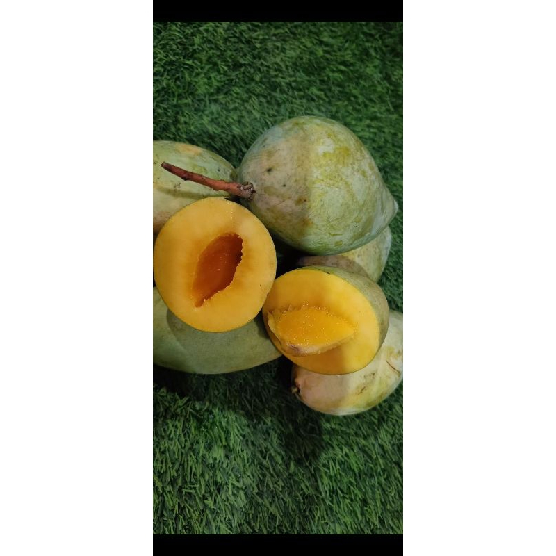 Jual Mangga Namdokmai Golden,Mangga Masak Pohon 1kg | Shopee Indonesia