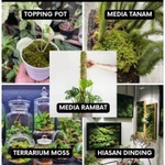 Lumut Hidup / 1 Kg / Moss Hutan / Living Moss / Lumut Hidup / Aquascape / 1 Kg