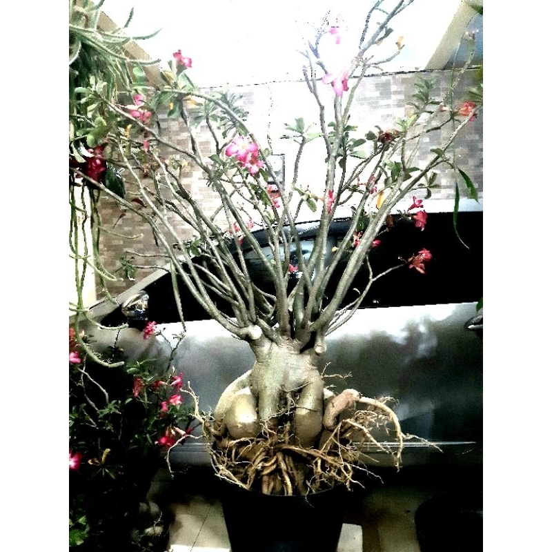 Jual adenium karakter cabster jumbo tinggi 1 meter | Shopee Indonesia