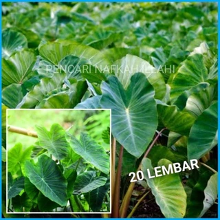 Yapon ayollari bilan jinsiy aloqa, katta hikoyalar