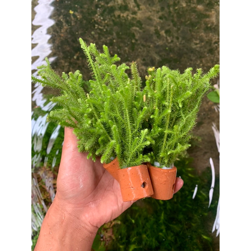 Jual tanaman aquascape pakis Batang keras media pot | Shopee Indonesia
