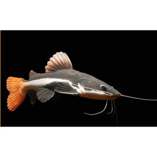 Mini Rtc Fish Jual Ikan RTC Terlengkap & Harga Terbaru Maret 2026 | Shopee Indonesia