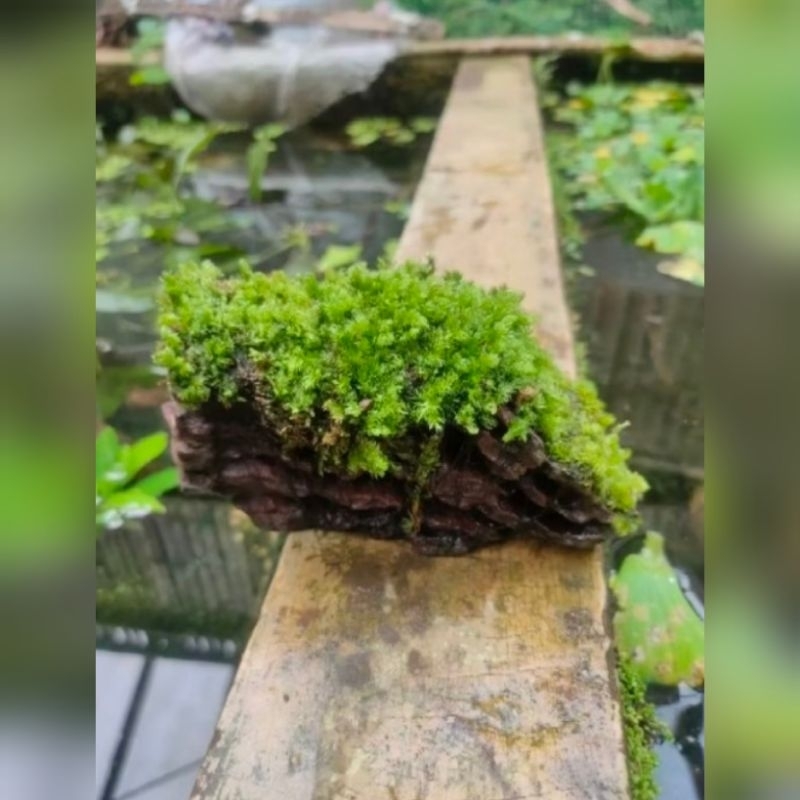 Jual kayu rentek mos paludarium/terarium | Shopee Indonesia