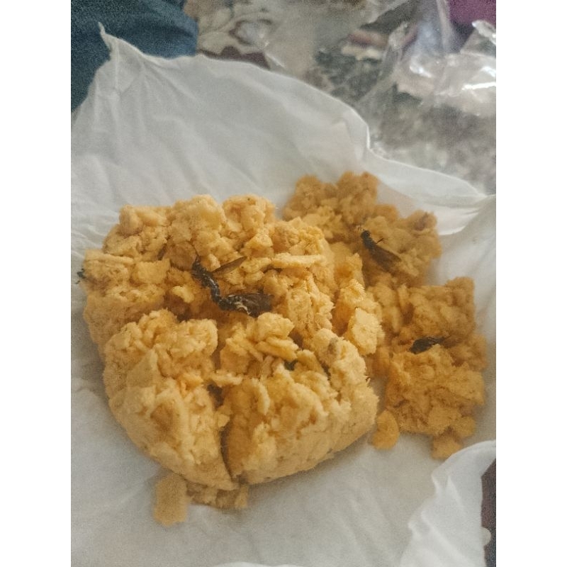 Jual TELUR MAGOT BSF (BLACK SOLDIER FLY) | Shopee Indonesia