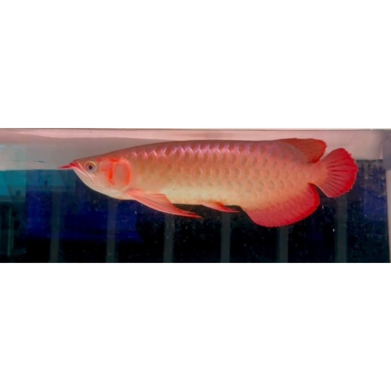 Jual ARWANA SUPER RED -+40CM LENGKAP SERTIFIKAT | Shopee Indonesia