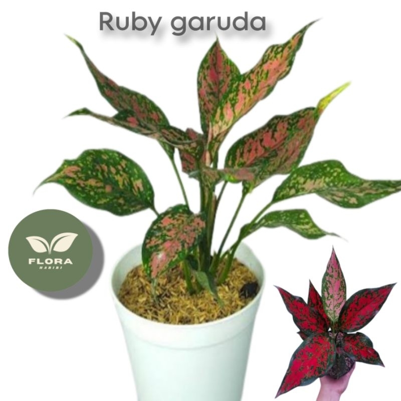 Jual Tanaman aglonema ruby garuda ( Berdaun rimbun pohon hidup ...