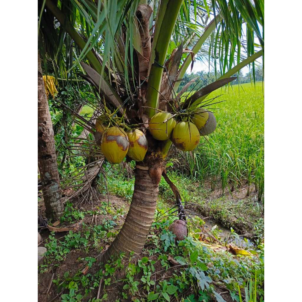 Jual Bibit Kelapa Genjah Entog Kebumen, Kelapa Unggulan berbuah lebat ...