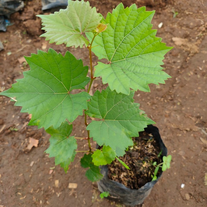 Bibit Tanaman Anggur Merah Pohon Anggur Bibit Anggur