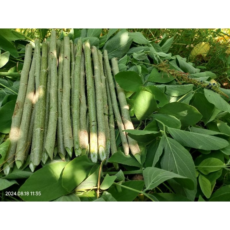 Jual stek batang desmodium rensonii, tiap 10 batang stek batang ...