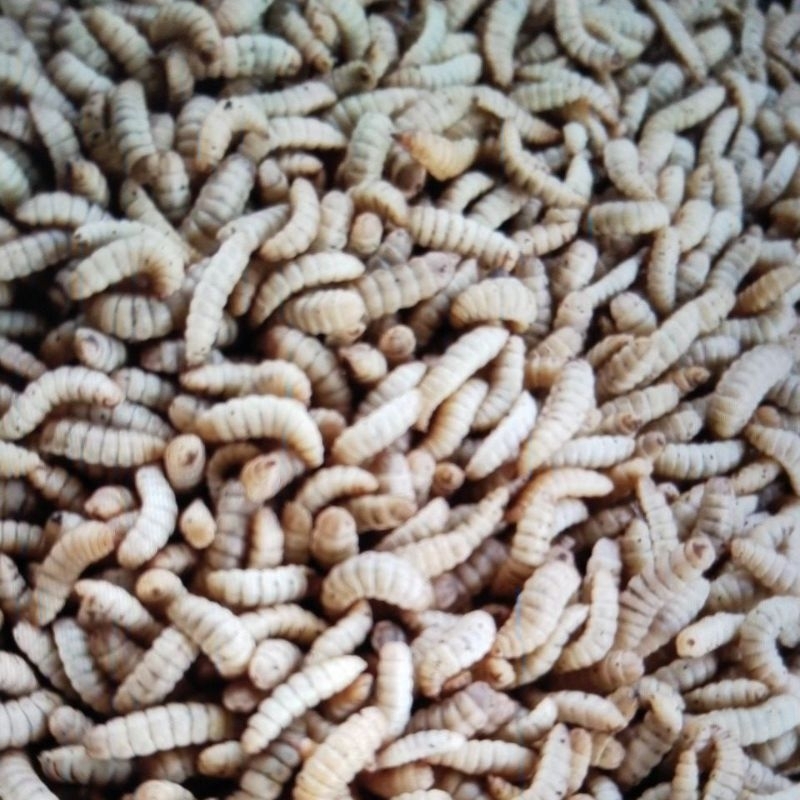 Jual maggot hidup. kemasan 500 gram bisa cod | Shopee Indonesia