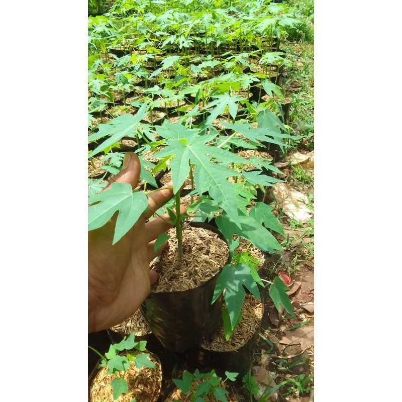 Tanaman buah pohon pepaya california - Pohon papaya california