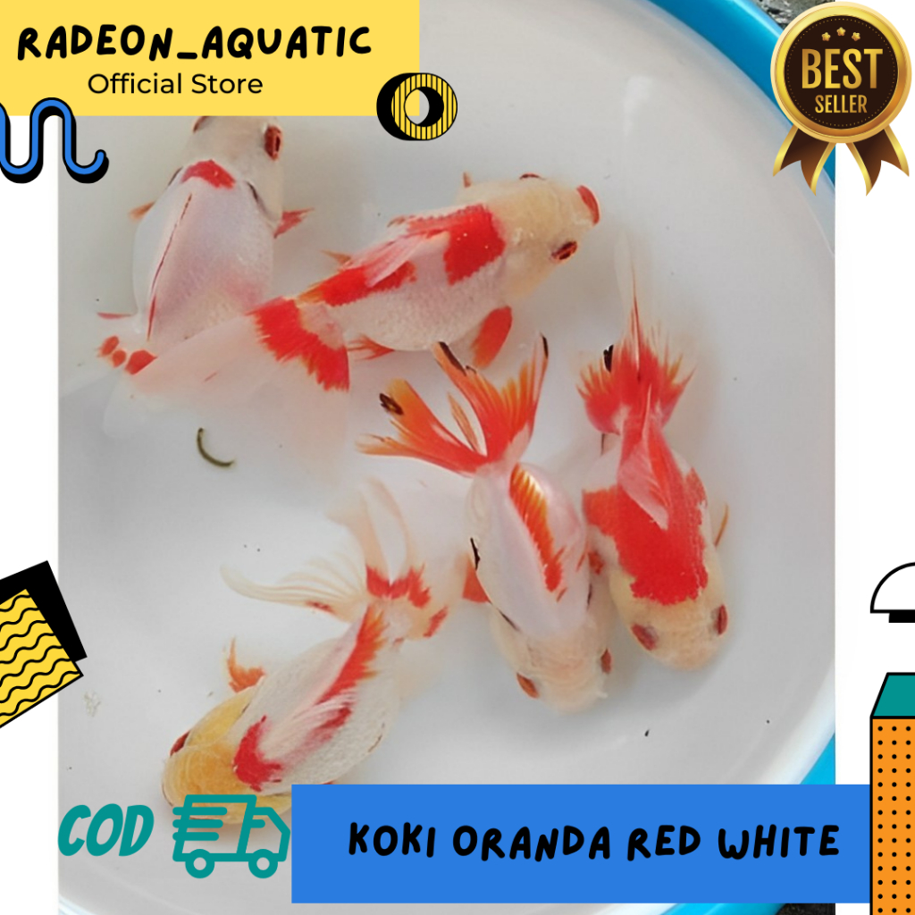 Jual PAKET ISI 9 EKOR IKAN MAS KOKI ORANDA MERAH PUTIH / IKAN MAS KOKI ...
