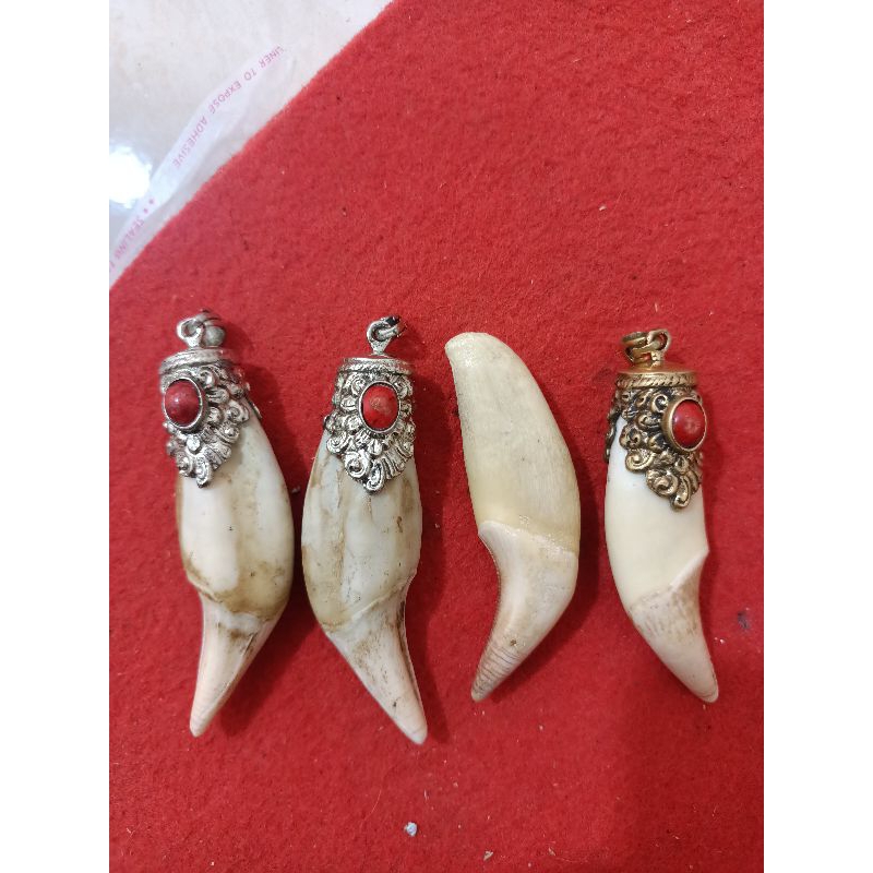 Jual original kalung tarber | Shopee Indonesia
