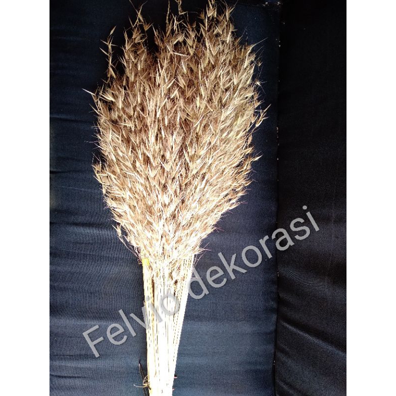 Jual Bunga padi padian/Bunga avena gunung | Shopee Indonesia