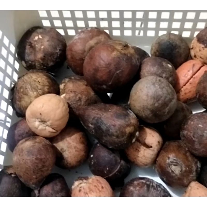 Jual biji alpukat semay 1 kg isi 25 +5biji | Shopee Indonesia