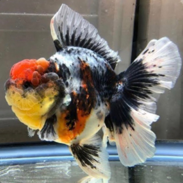 Jual IKAN HIAS KOKI ORANDA PANCAWARNA / IKAN MAS KOKI ORANDA PW ...