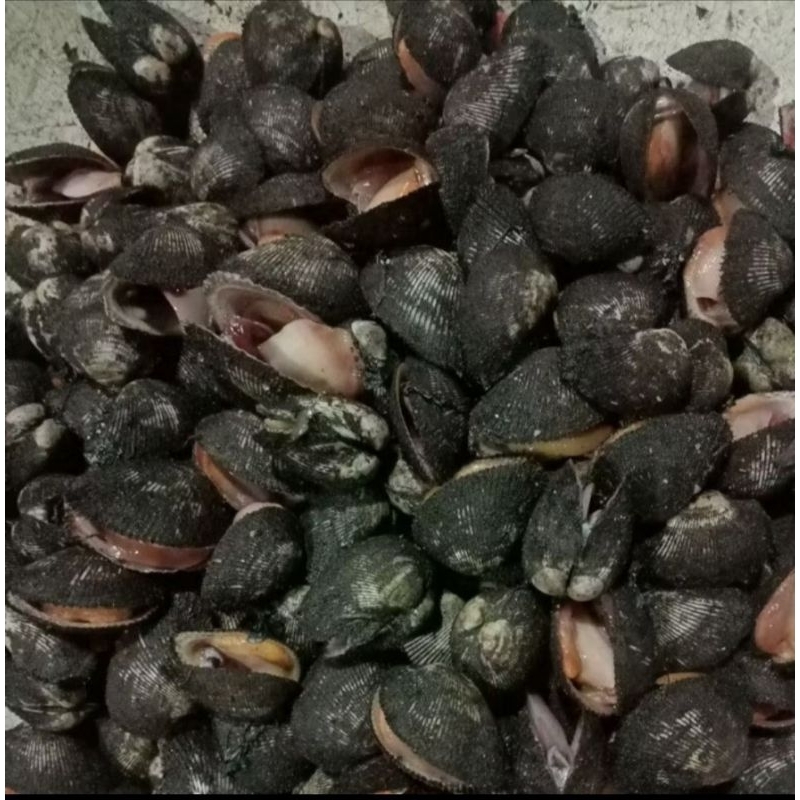 Jual Kerang Bulu 1kg | Shopee Indonesia
