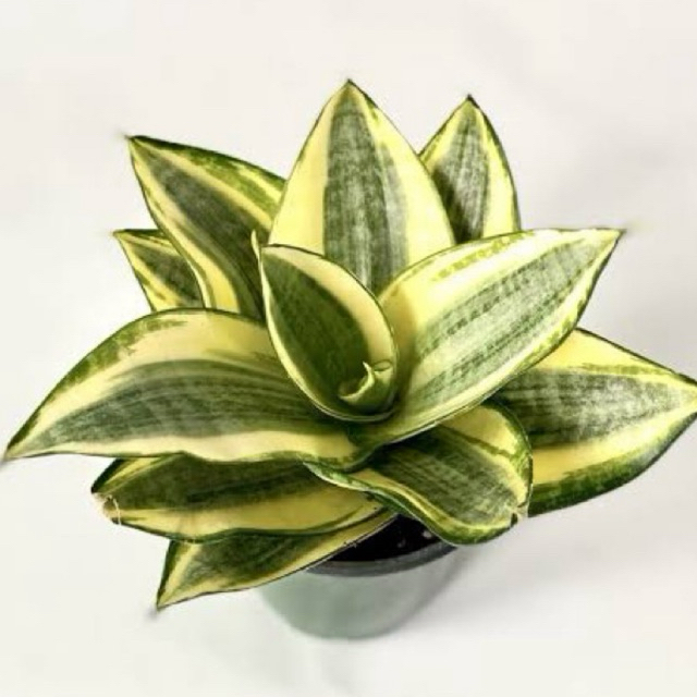 Jual Sansevieria Golden Hahnii / Tanaman Hias Lidah Mertua | Shopee ...