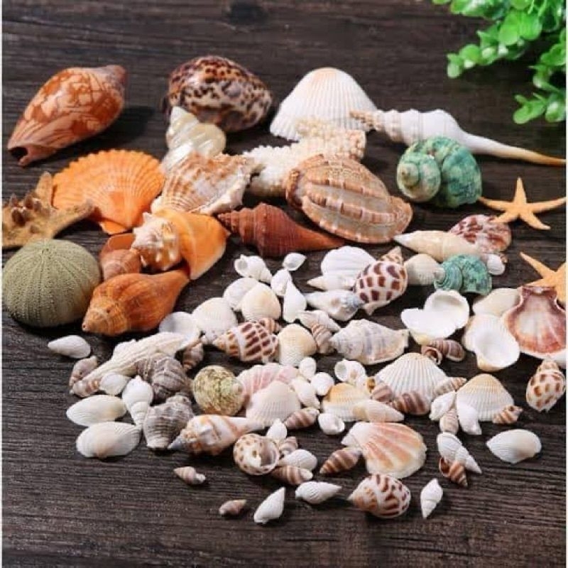 Kerang Campur Bahan Dekorasi-Kerajinan Tangan-Prakarya sekolah Dll Kulit Kerang Campur Isi 150gram Premium