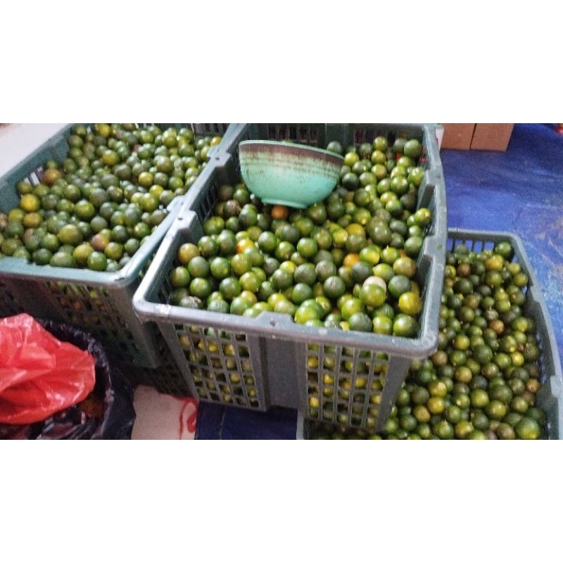Jual 1 kg Jeruk sonkit / lemon cui / kasturi / kunci / Kalamansi ...