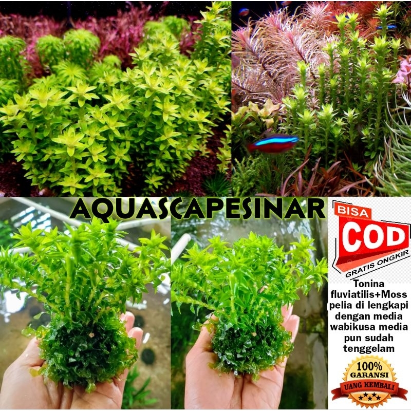 Jual Tonina fluviatilis+Moss pelia sudah di lengkapi dengan media ...