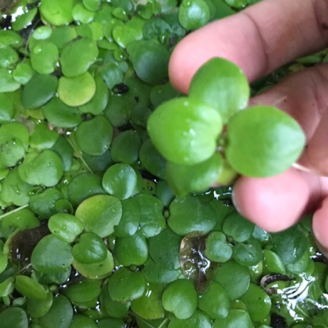 Jual Tanaman Air Aquascape Amazon Frogbit Mini | Shopee Indonesia