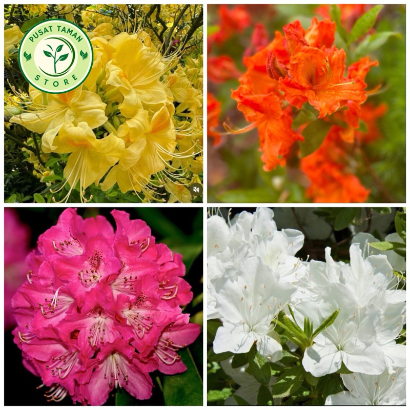 Jual PAKET MURAH 4 TANAMAN HIAS BUNGA AZALEA - BUNGA HIAS AZALEA ...