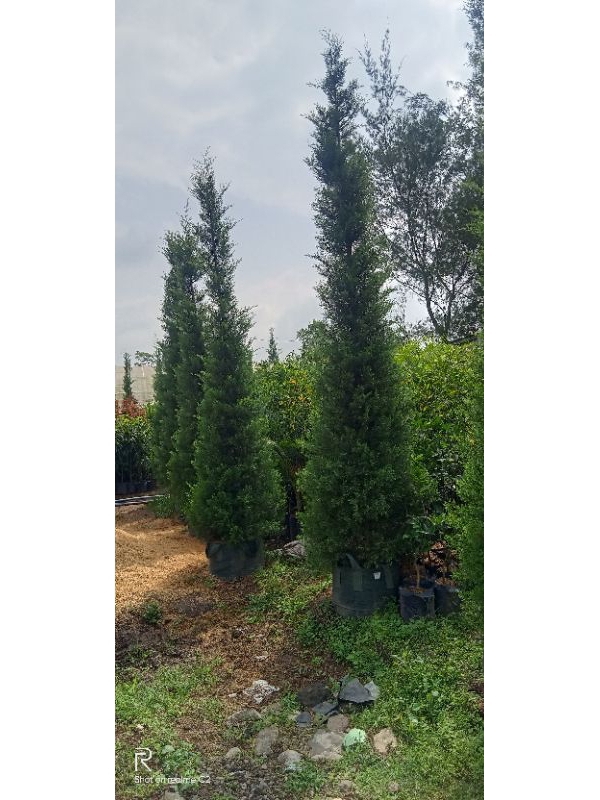 Jual pohon cemara rentes ukuran besar batang besar dan kokoh (cemara ...