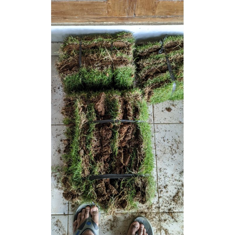 Jual Petani Milenial-Paket 20 Lembar Rumput Jepang Hidup | Shopee Indonesia