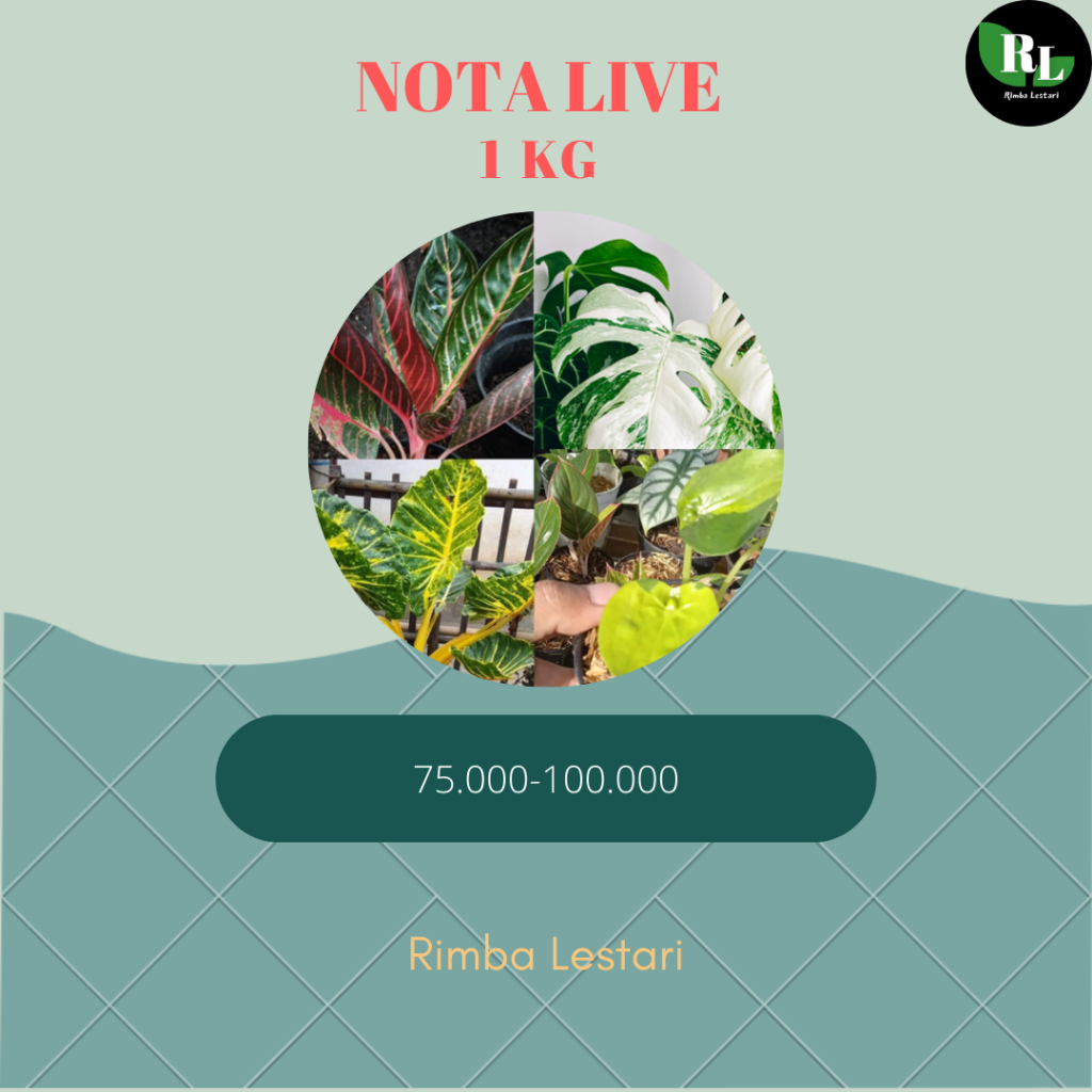 Jual Notaa Live Rimba Lestari dengan berat 1 kilogram | Shopee Indonesia