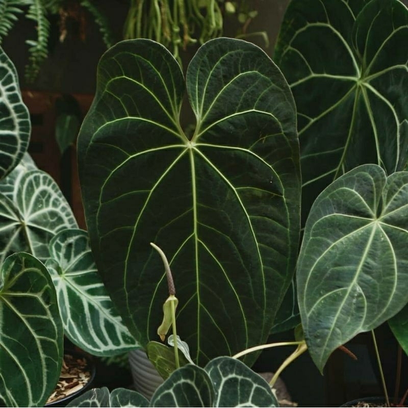 Jual Anthurium angamarcanum | Shopee Indonesia