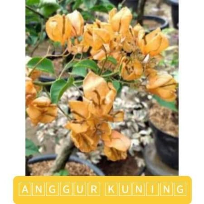 Jual Bougenville Anggur Kuning Ori (Bibit) | Shopee Indonesia
