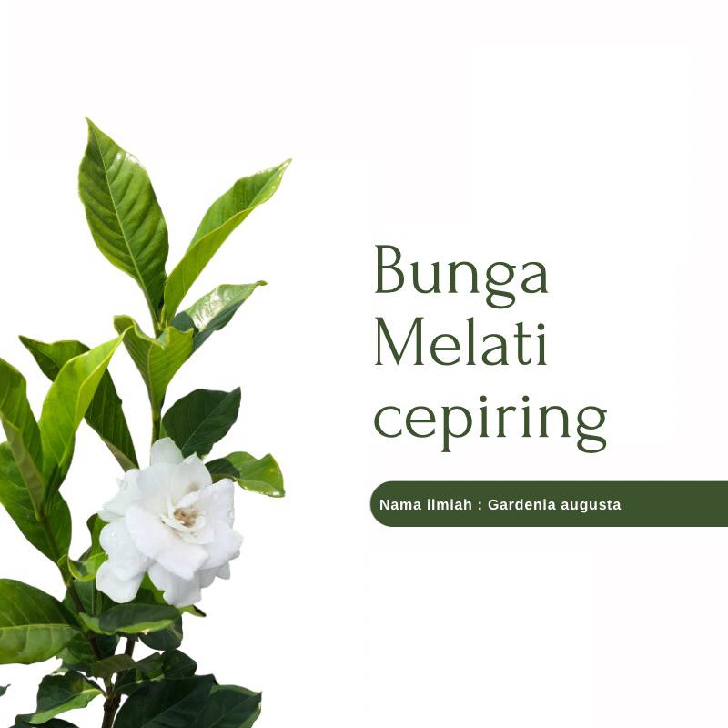 Jual Tanaman Hias Bunga Melati Kaca Cepiring Melati Kaca Piring Beraroma Wangi Shopee 6651