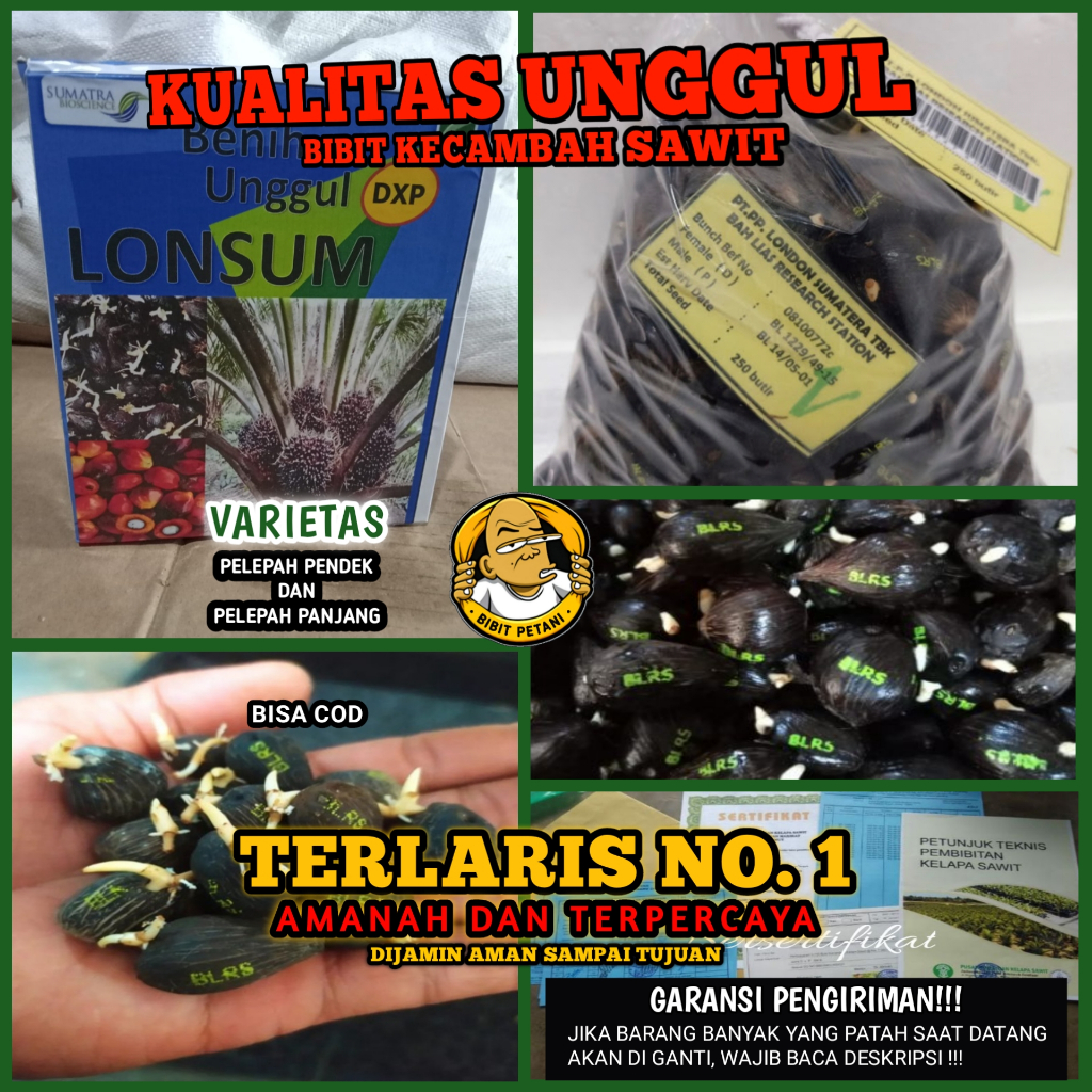 Jual BENIH POLONG KECAMBAH BIBIT SAWIT DXP LONSUM UNGGUL MEDAN ...