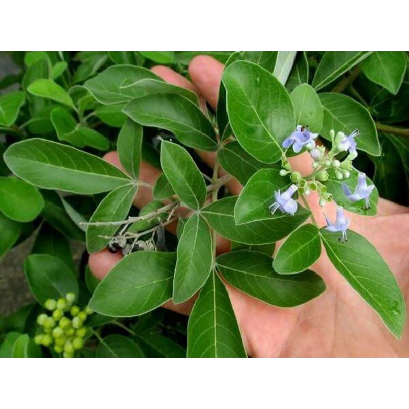 Jual Bibit Tanaman Herbal / Rempah - Rempah / Tanaman Legundi | Shopee ...