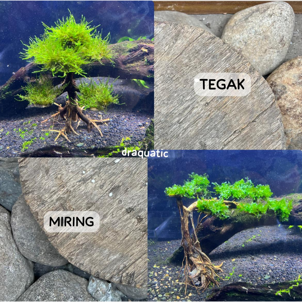 Jual Miniatur Mini Bonsai Plus Moss Aquarium Aquascape Hiasan