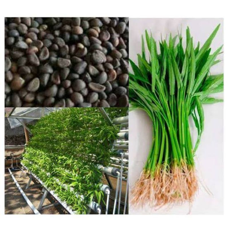 Jual Benih Kangkung | Isi 50 Benih ( Free Polybag Tanam Benih ...