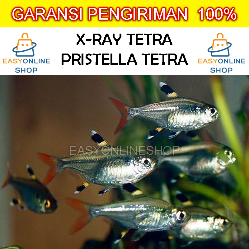 Jual Ikan Hias X Ray Tetra Pristella Tetra Ikan Transparan Ikan Aquascape Shopee Indonesia 