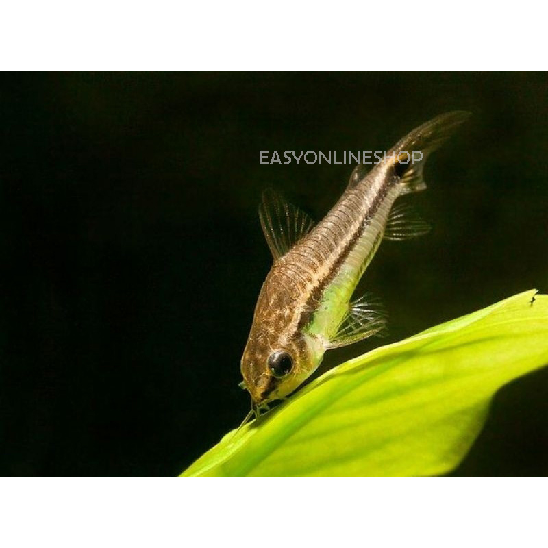 Jual Corydoras Pygmy Dwarf Corydoras Pigmi Corydoras Pigmy | Shopee ...