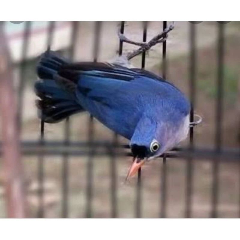 Jual BURUNG RAMBATAN PARUH MERAH BETINA atau RPM BETINA | Shopee Indonesia