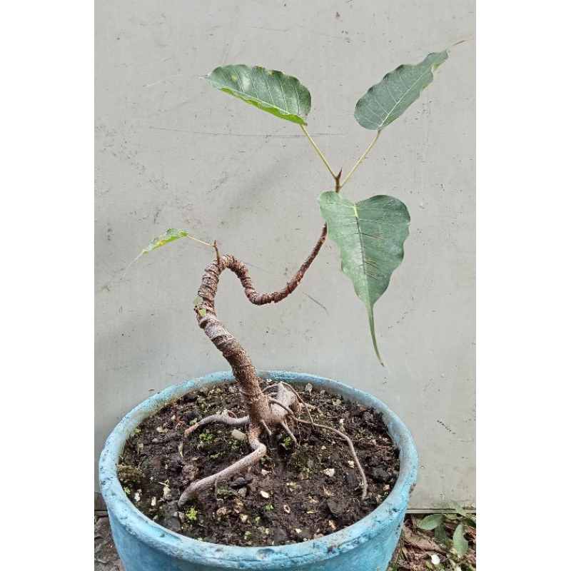 Jual Pohon Bodhi Ficus Bodhi Ficus Religiosa Shopee Indonesia