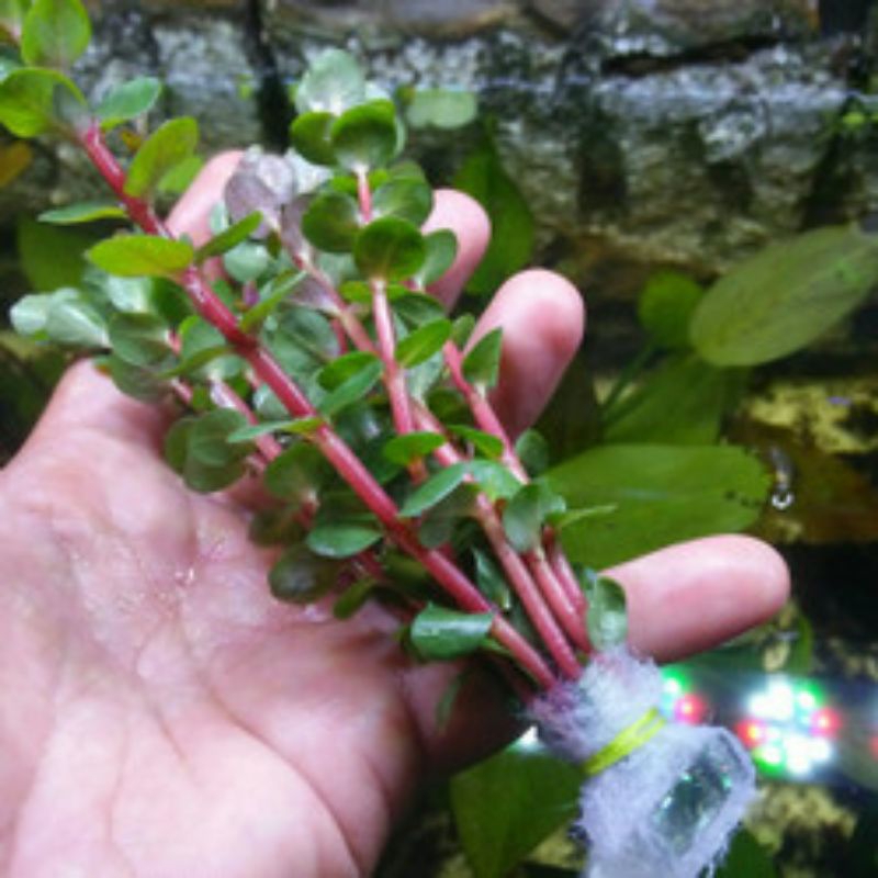 Jual tanaman air roala/tanaman aquascape/tanaman hias | Shopee Indonesia