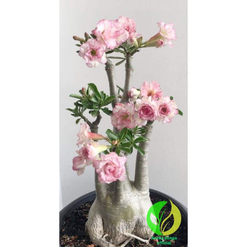 Jual Tanaman Hias Bunga Adenium Tumpuk Cabang Seribu Pink Bunga